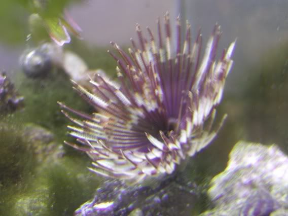 tubeworm2.jpg