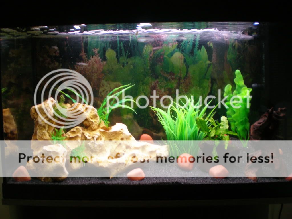 Fish001.jpg