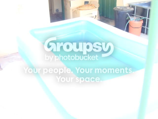 Goldfish005.jpg