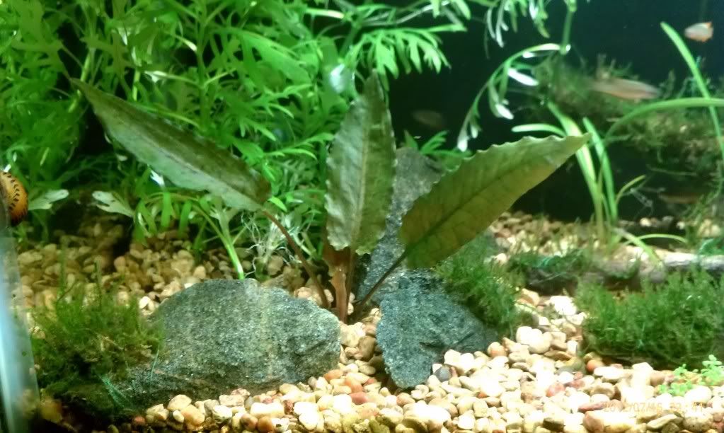 IMAG0538.jpg