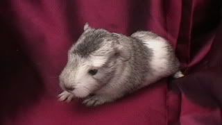 newbabies2010011.jpg