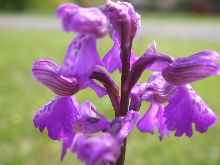 exburygardens081.jpg