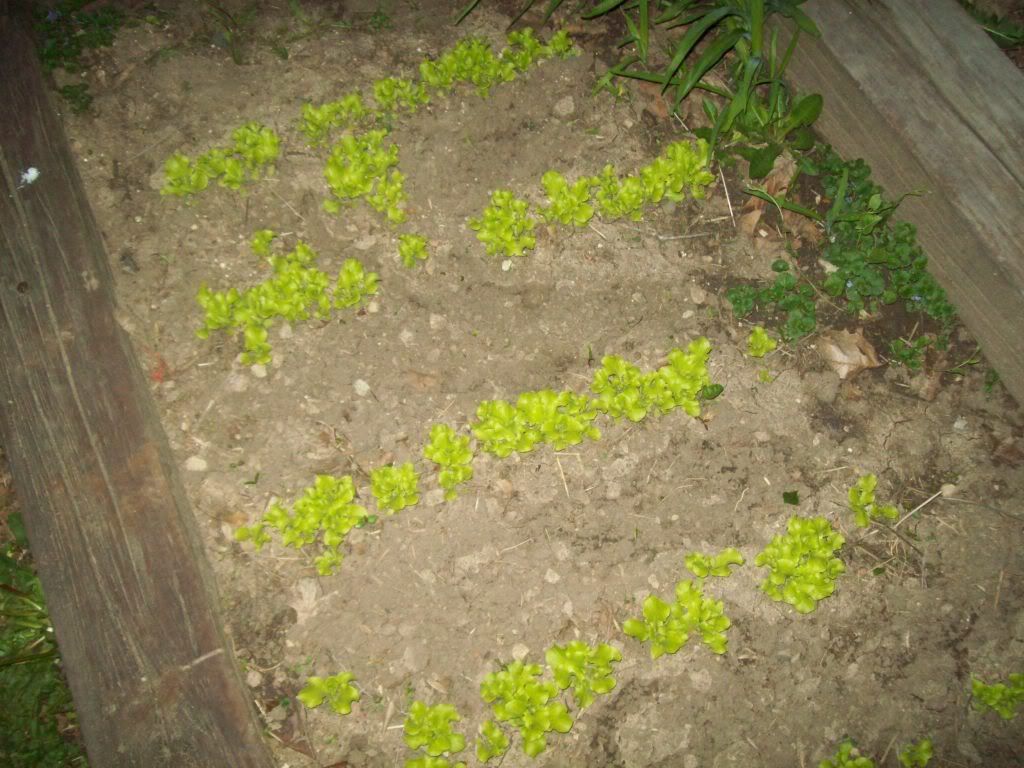 017-4.jpg