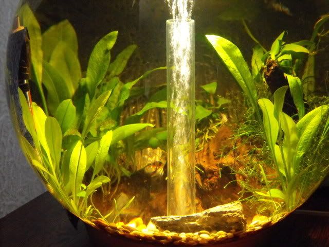 2010_0503fishtank0010.jpg