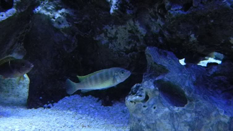 CynoJaloReef.jpg