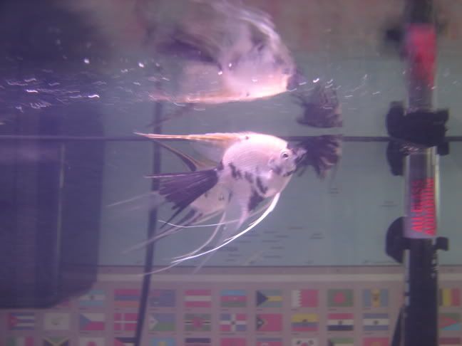 fishtankpics008.jpg