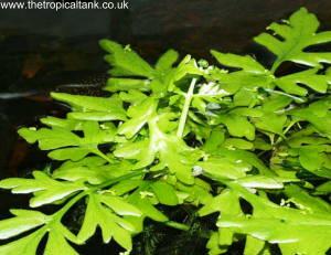 ind-fern.jpg
