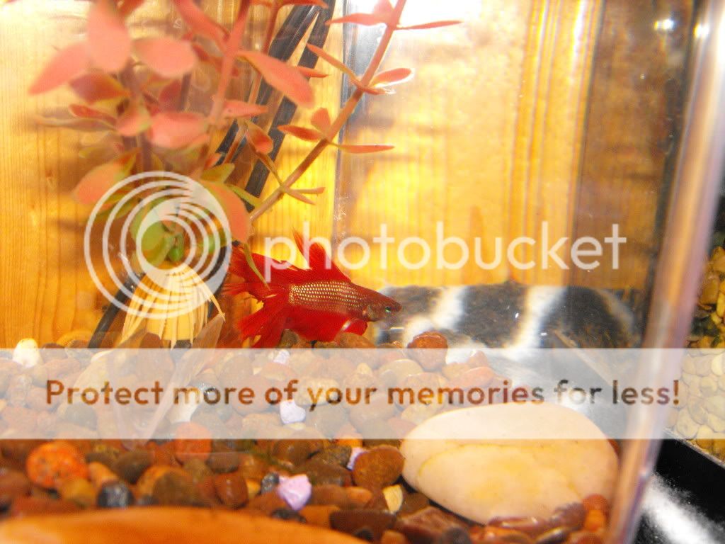rescuefishies002.jpg