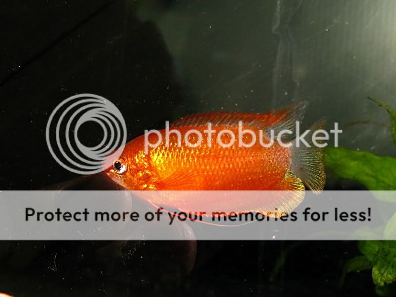 Red_Honey_6.jpg