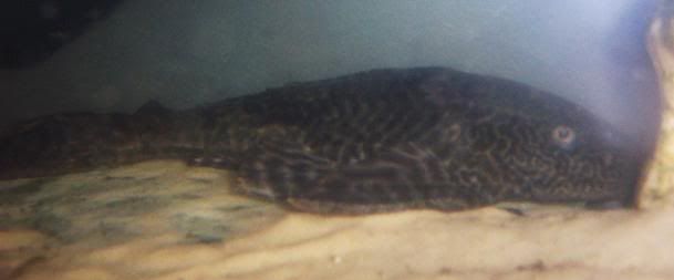 plec.jpg