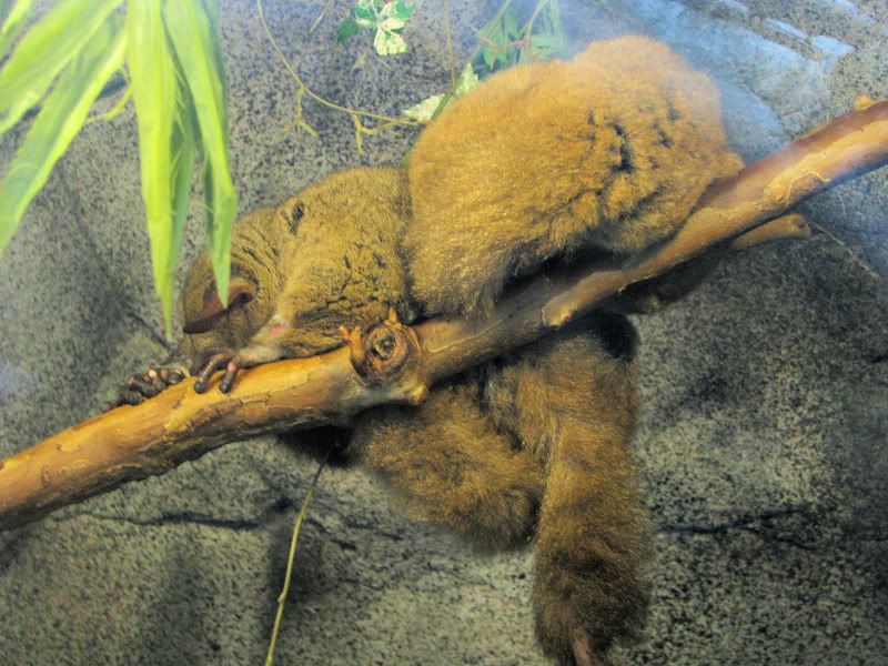 GreaterBushBaby.jpg