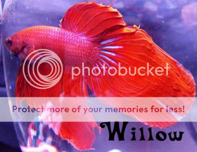 Bettas71609032-1.jpg