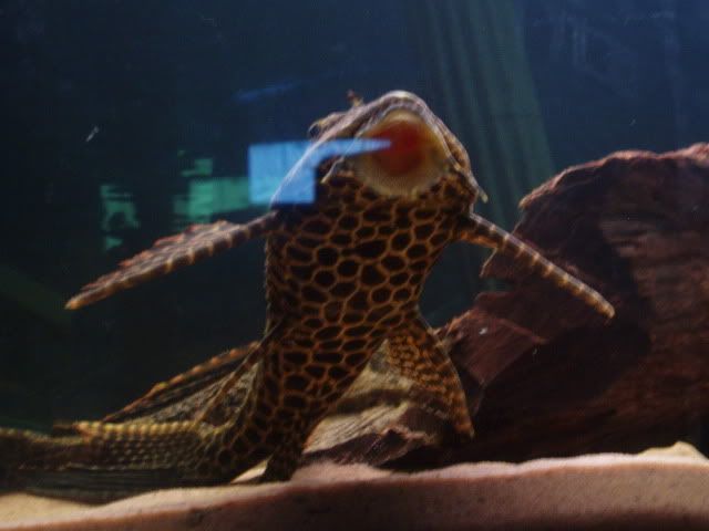 P3130021.jpg