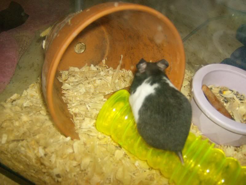 Oreo001-1.jpg