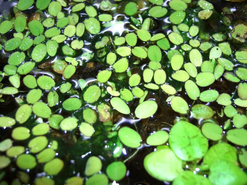 algae2.jpg