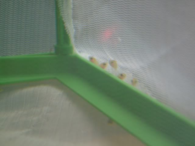 DSCF2368.jpg