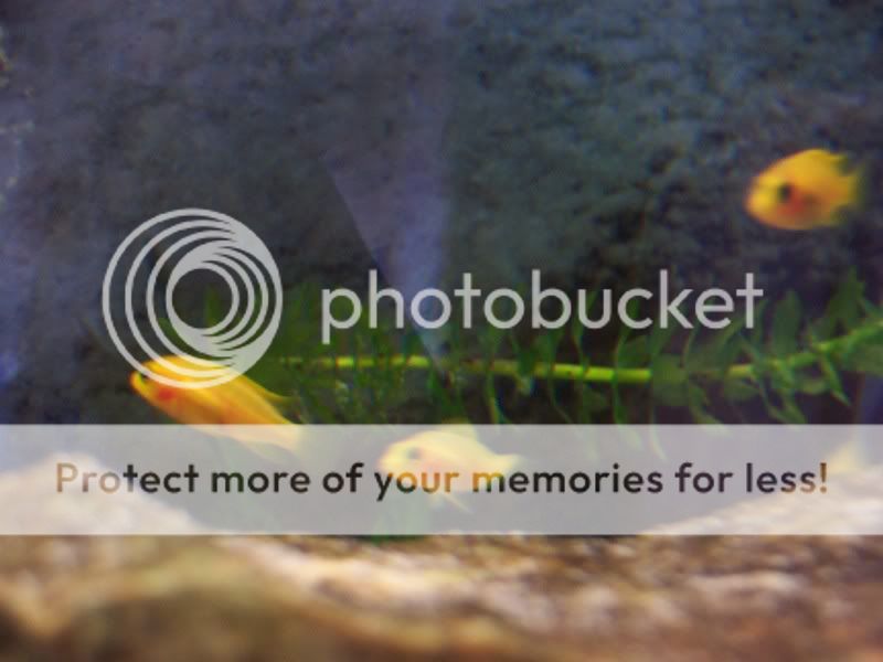 camerafryect006.jpg