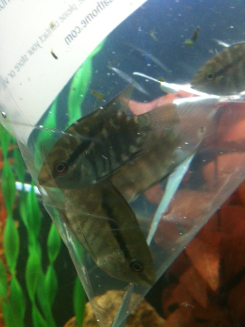 flagcichlids.png