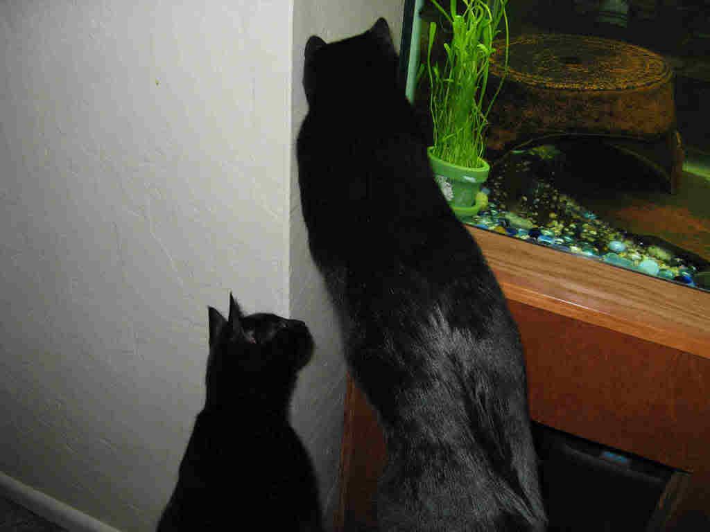 fishwatchers.jpg
