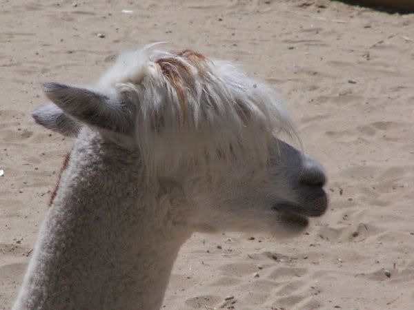 llamame.jpg