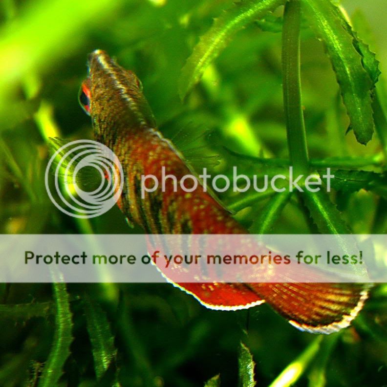 Samurai_Gourami_09.jpg