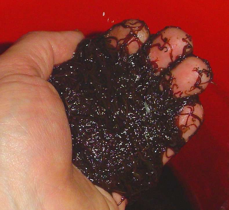 blackwormpic.jpg