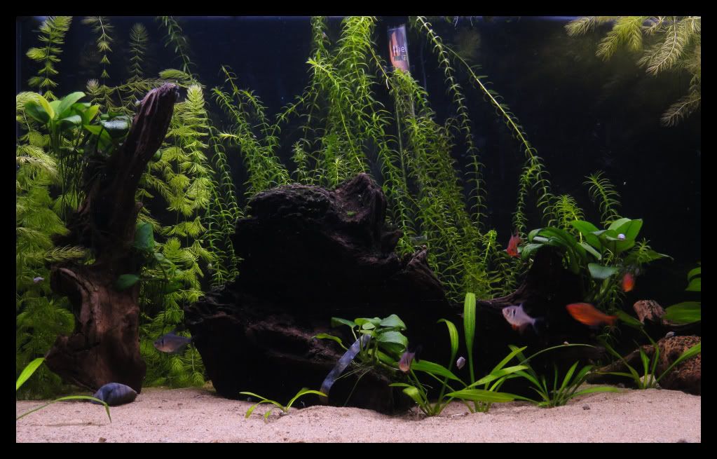 Fish015-001.jpg