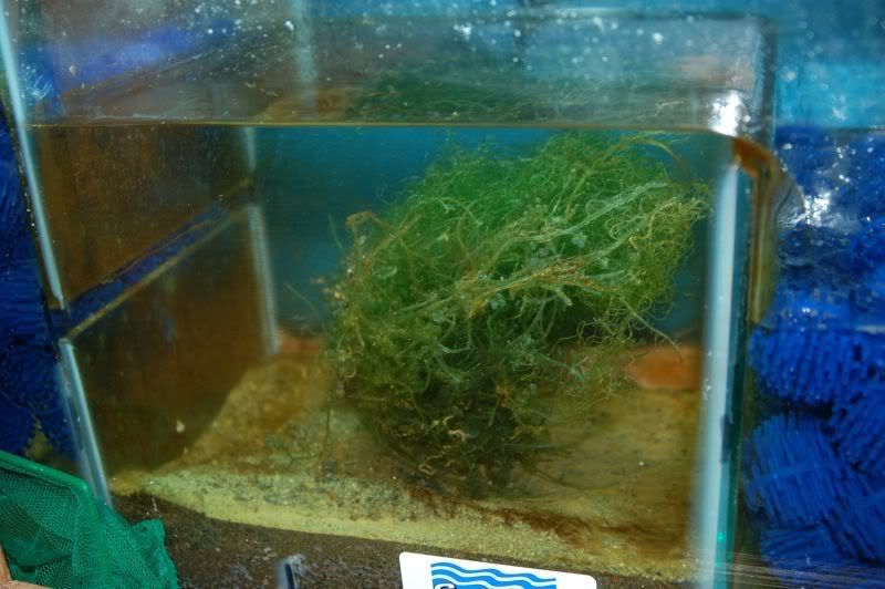 refugium1.jpg