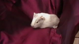 newbabies2010023.jpg