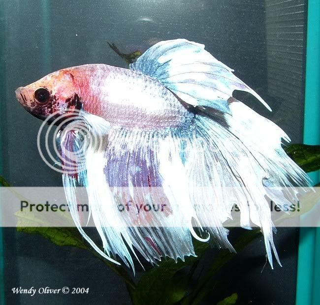 10gl_bettas_2004-6-4_00006a.jpg