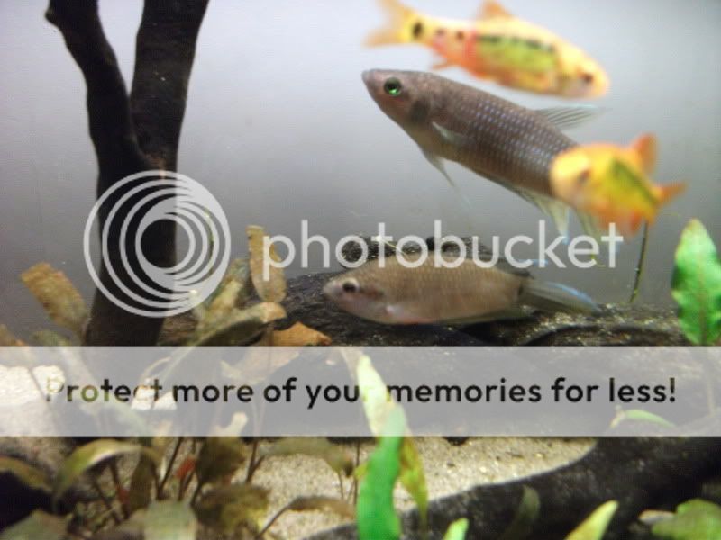 fishetc018.jpg