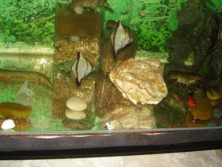 DSC03242a.jpg