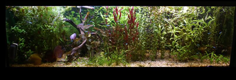 PlantedTankFullShotDiscus25.jpg