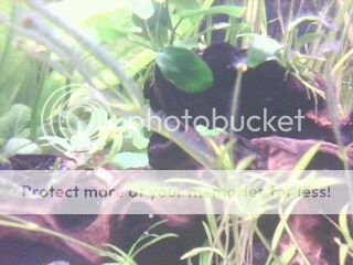 IMG4042A.jpg