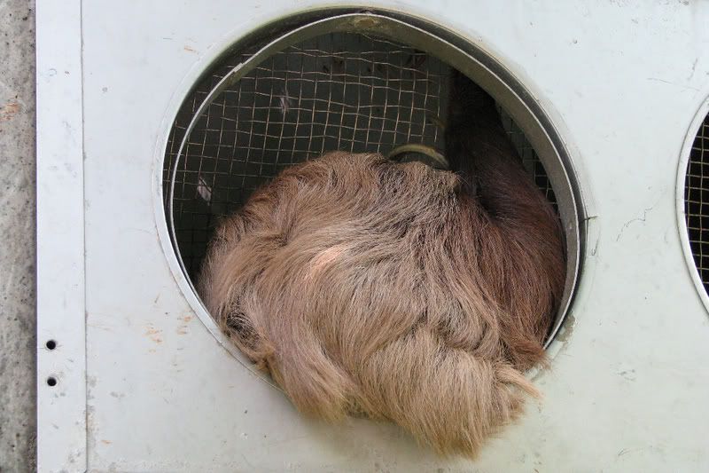 Sloth1.jpg