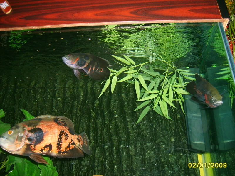 2009017.jpg