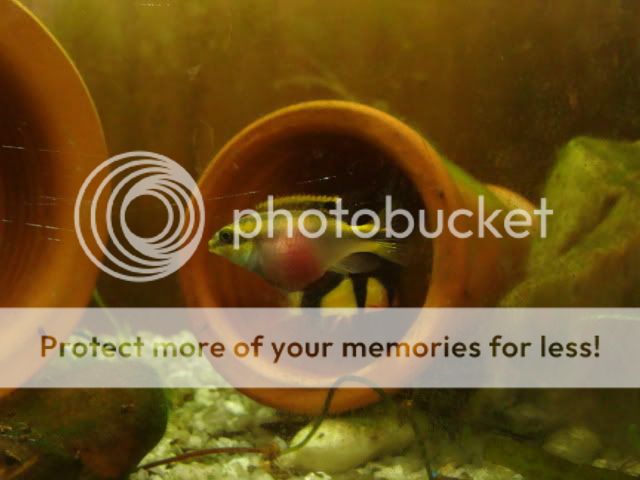 Fishofthemonth036.jpg