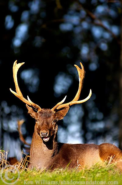 deer006.jpg