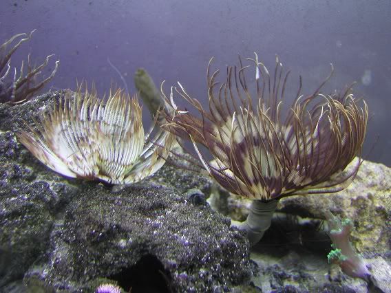 tubeworm5.jpg