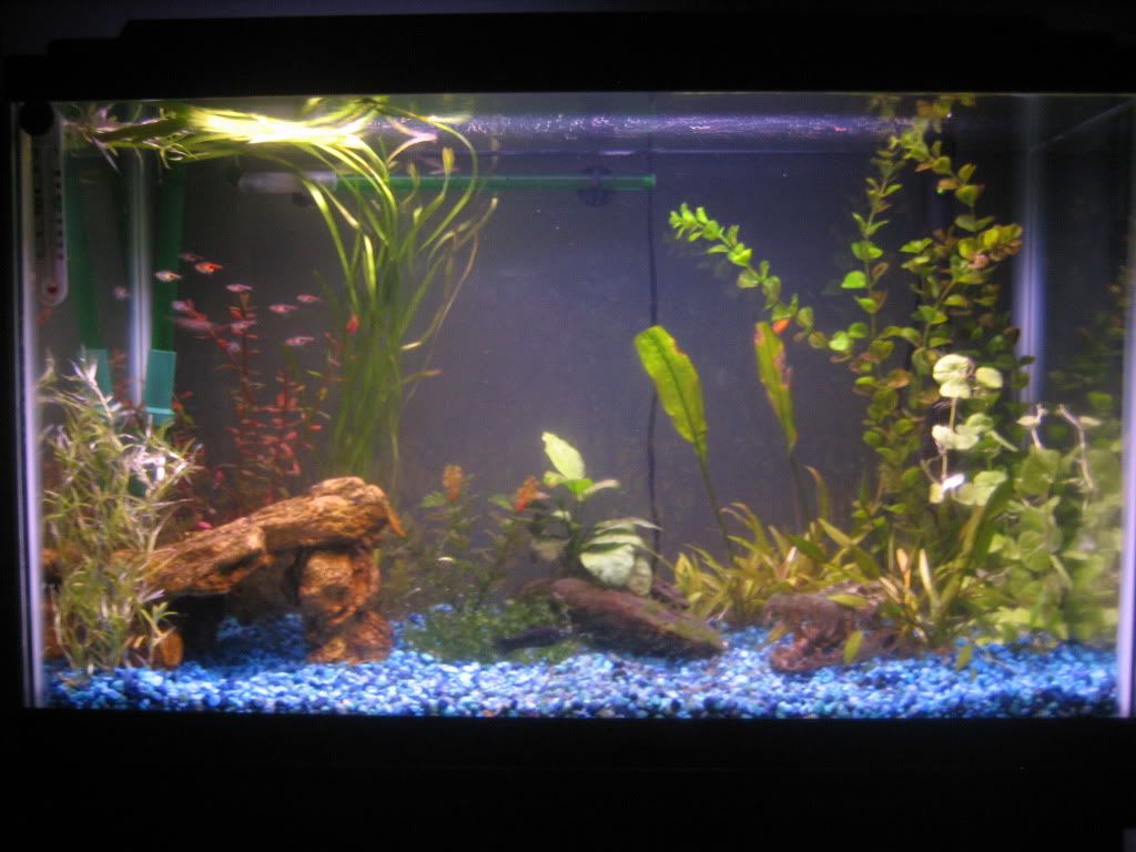 fish003-1.jpg