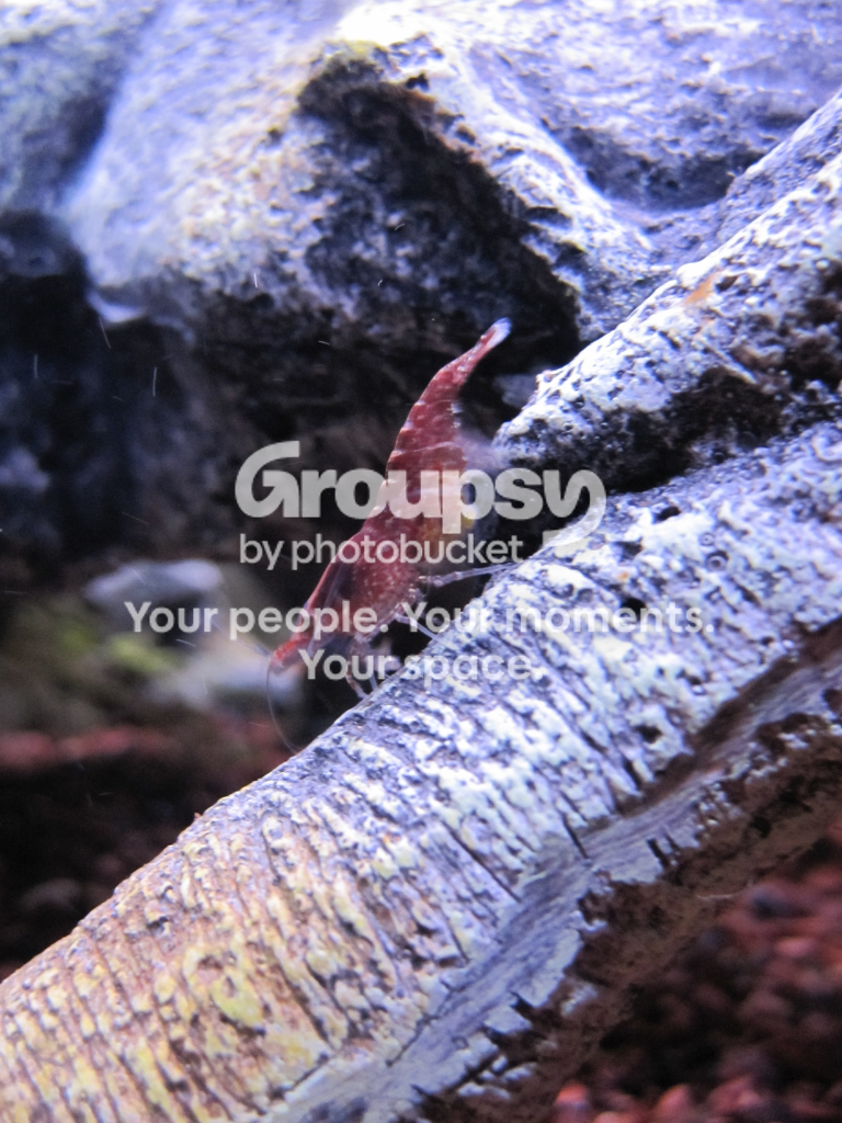 Red_Cherry_Shrimp_Female_Eggs.png