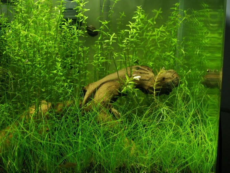 Fishcube51.jpg