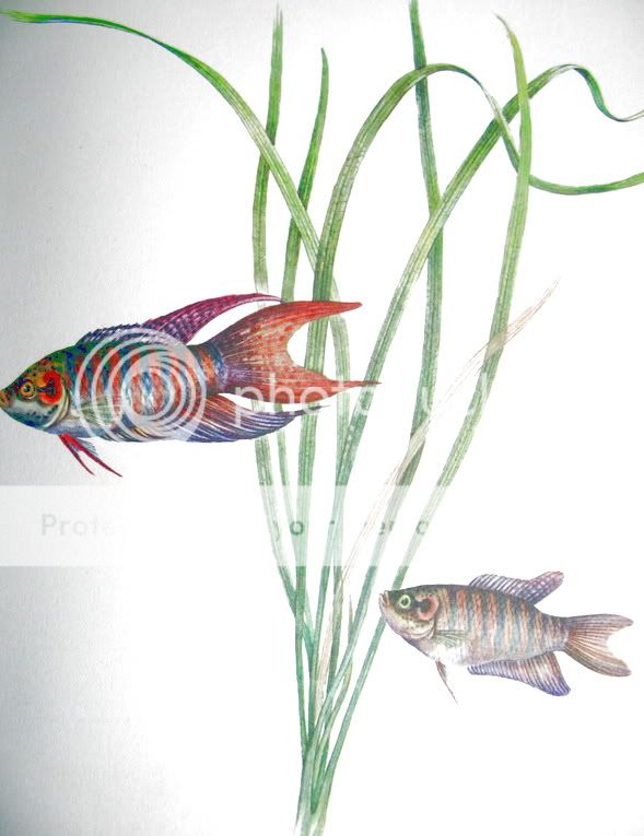 Tropical_Fish_38.jpg