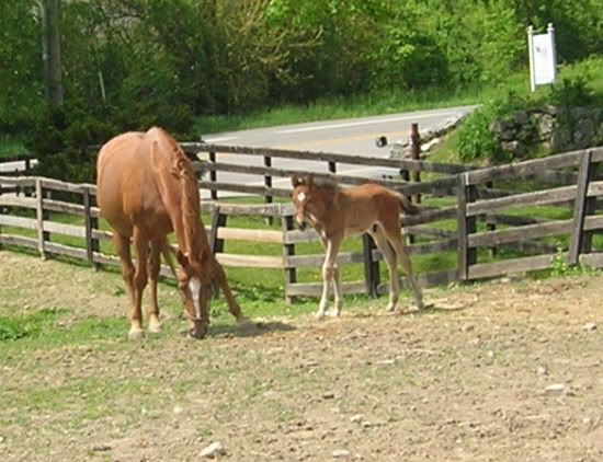horses12037.jpg