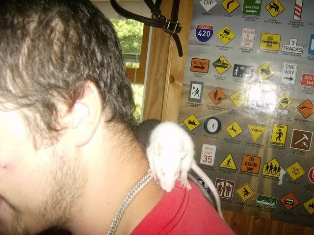 Rats021.jpg