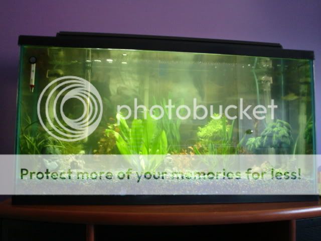 fishies012.jpg