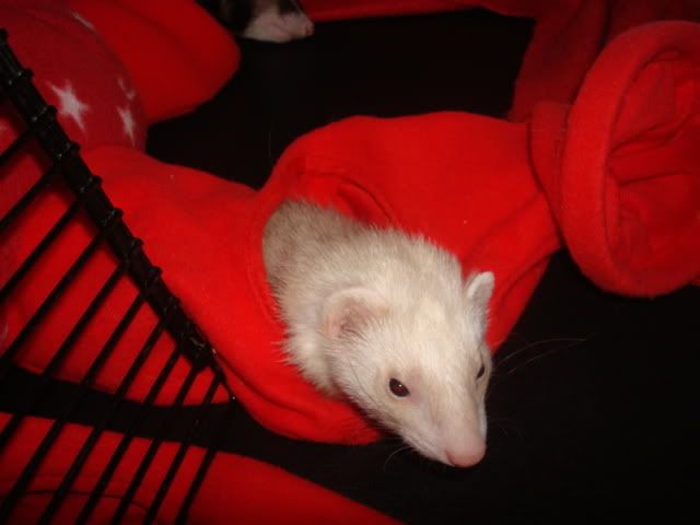 ferrets1005.jpg