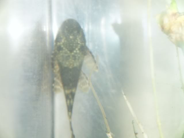 DSCF7062.jpg