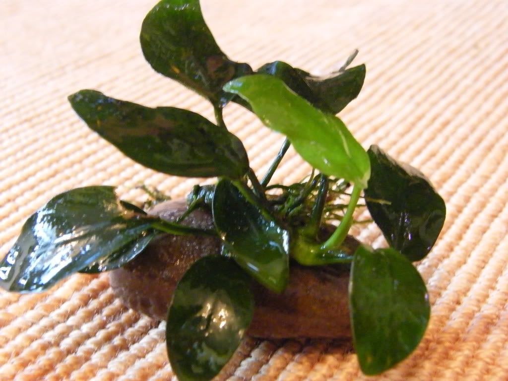 DSCF4890.jpg