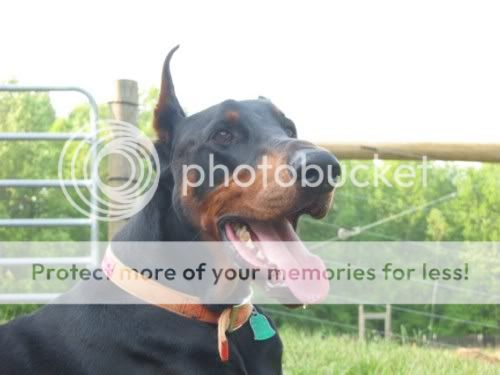 Louiepics007.jpg